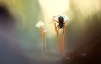 Color Photography Contest