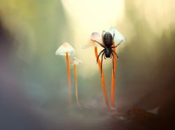 Jawara Kontes Foto Alam reFocus Awards 2024 Bikin Takjub