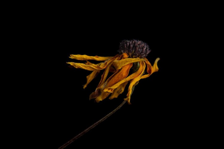 Color Photography Contest