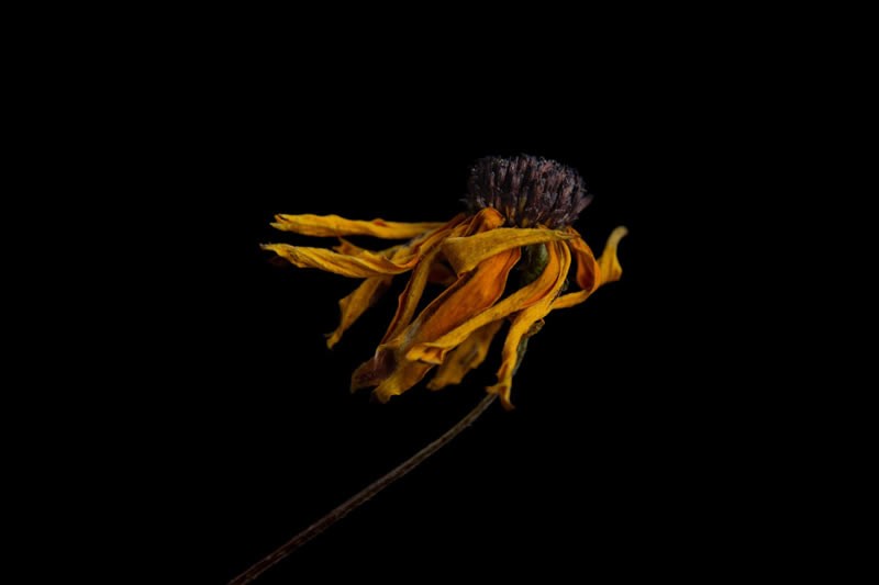 Color Photography Contest