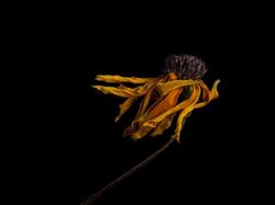 Jawara Kontes Foto Alam reFocus Awards 2024 Bikin Takjub