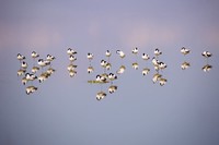 Color Photography Contest