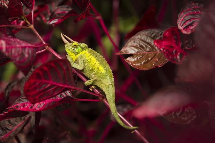 Color Photography Contest