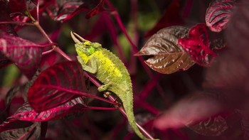 Honorable Mentions: Karya Laura Merz Foto: reFocus Awards