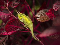 Jawara Kontes Foto Alam reFocus Awards 2024 Bikin Takjub