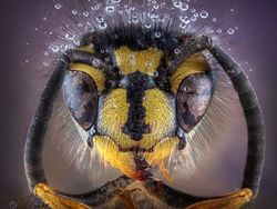 Jawara Kontes Foto Alam reFocus Awards 2024 Bikin Takjub