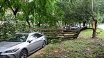 Diterjang Angin Kencang, Pohon Tumbang Timpa Mobil di China
