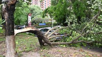 Sebuah pohon tumbang di Dongguan, Provinsi Guangdong, China, Minggu (28/4/2024).
