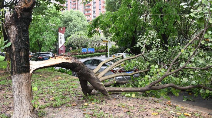 Diterjang Angin Kencang, Pohon Tumbang Timpa Mobil Di China