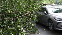 Pohon yang tumbang tersebut menimpa sebuah mobil yang sedang terparkir.
