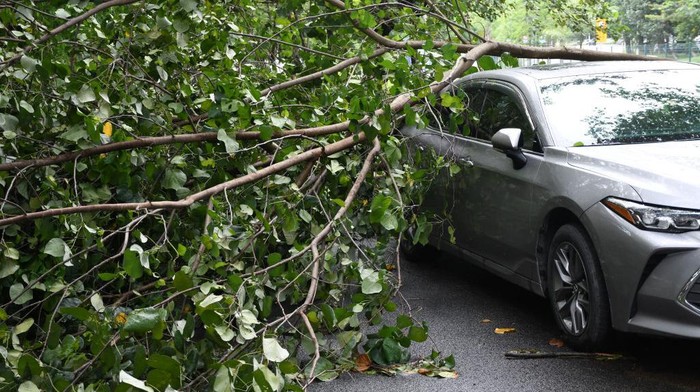 Diterjang Angin Kencang, Pohon Tumbang Timpa Mobil Di China