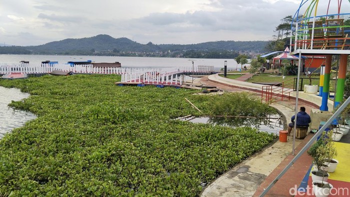 Eceng gondok di Waduk Darma Kuningan.