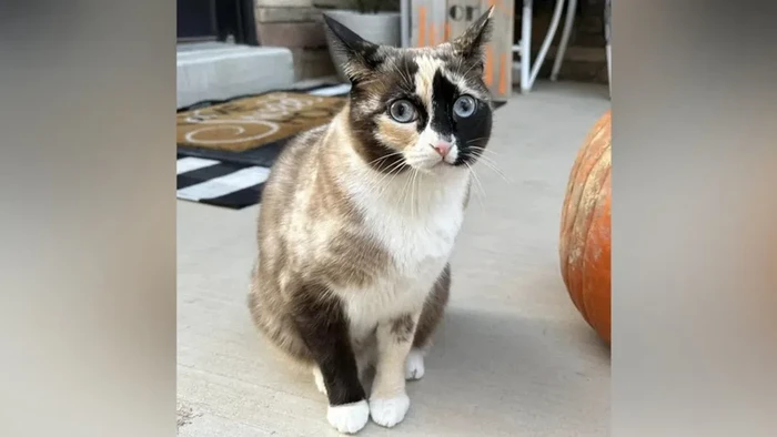 Galeana, kucing penumpang gelap