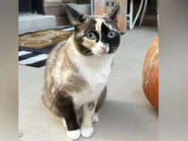 Yang Harus Disiapkan Sebelum Memutuskan Pelihara Hewan di Rumah