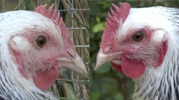 Salah satu gambar ayam betina memperlihatkan wajahnya dengan warna merah terang saat dalam keadaan santai (kiri), dan merah tua saat akan ditangkap.
