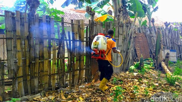 teror ulat bulu di Situbondo