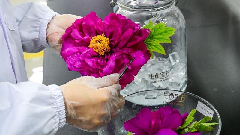 China Sukses Bikin Berlian dari Bunga Peony