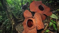 Rafflesia Arnoldi itu mekar secara bersamaan sejak Sabtu (27/4/2024) dan diprediksi mati secara natural pada Rabu (1/5/2024).
