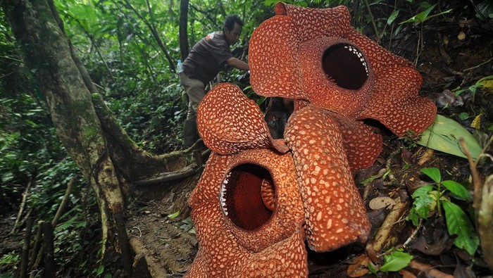 Dua bunga Rafflesia mekar di Bengkulu Dua bunga Rafflesia Arnoldi mekar di Taman Konservasi Puspa Langka, Kabupaten Kepahiang, Provinsi Bengkulu, Kamis (29/4/2024). Dalam setahun terakhir Rafflesia Arnoldi berdiameter lebih dari 130 cm itu kembali mekar secara bersama sejak Sabtu (27/4) dan diprediksi mati secara natural pada Rabu (1/5). ANTARA FOTO/Muhammad Izfaldi/nym.