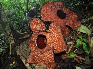 Bunga Rafflesia Arnoldii dan Bunga Bangkai Itu Sama atau Tidak? Cek Faktanya