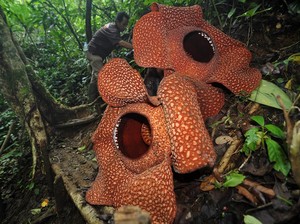 Bunga Rafflesia Arnoldii dan Bunga Bangkai Itu Sama atau Tidak? Cek Faktanya