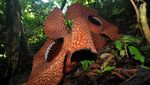 Bunga Rafflesia Arnoldi Kembar Mekar di Bengkulu