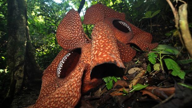 Dua bunga Rafflesia Arnoldi mekar di Taman Konservasi Puspa Langka, Kabupaten Kepahiang, Provinsi Bengkulu, Kamis (29/4/2024). Dalam setahun terakhir Rafflesia Arnoldi berdiameter lebih dari 130 cm itu kembali mekar secara bersama sejak Sabtu (27/4) dan diprediksi mati secara natural pada Rabu (1/5). ANTARA FOTO/Muhammad Izfaldi/nym.