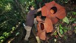 Bunga Rafflesia Arnoldi Kembar Mekar di Bengkulu