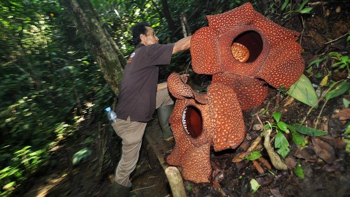 Dua bunga Rafflesia mekar di Bengkulu Dua bunga Rafflesia Arnoldi mekar di Taman Konservasi Puspa Langka, Kabupaten Kepahiang, Provinsi Bengkulu, Kamis (29/4/2024). Dalam setahun terakhir Rafflesia Arnoldi berdiameter lebih dari 130 cm itu kembali mekar secara bersama sejak Sabtu (27/4) dan diprediksi mati secara natural pada Rabu (1/5). ANTARA FOTO/Muhammad Izfaldi/nym.