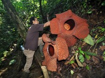 Bunga Rafflesia Arnoldi Kembar Mekar di Bengkulu