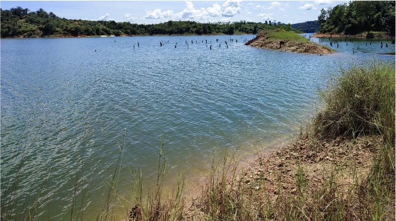 Karakteristik habitat ikan belida yang ditandai dengan keberadaan tunggul-tunggul dari pohon yang mengering pada perairan yang berarus lambat atau tenang