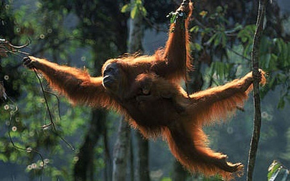 Mengenal Spesies Orang Utan Asli Indonesia, Ini Populasi dan Habitatnya