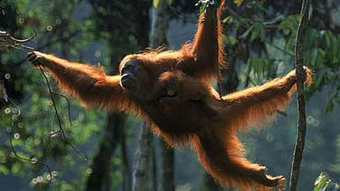 Orang utan di Bukit Lawang