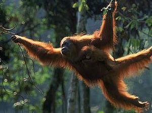 Orang Utan Mati di Kalbar, KLHK Minta Masyarakat Tingkatan Kesadaran