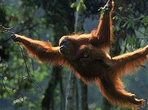 Cegah Kepunahan Orang Utan Tapanuli, BRIN Dorong Pembangunan Koridor Satwa Liar