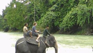 PLG Tangkahan Dulu Tempat Pesta Perambah Hutan, Kini Gajah & Warga Sejahtera