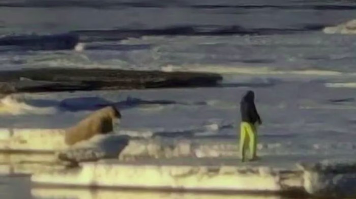 Turis ganggu walrus di svalbard
