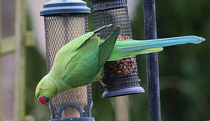 Rose-ringed Parakeet (Psittacula krameri).