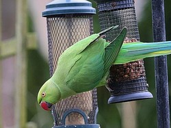 8 Kelebihan Burung Parkit Jika Dipelihara, Ini Karakter dan Makanannya