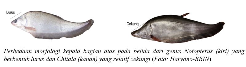 Ikan Belida
