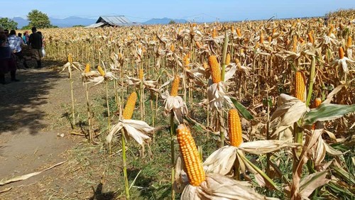 Foto istimewa: Lokasi lahan jagung yang menjadi titik Panen Raya oleh Presiden pada Kamis (2/5/2024) besok.