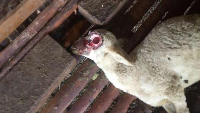 kambing mati misterius di Banyuwangi
