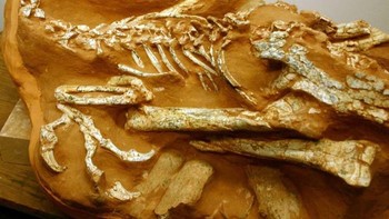 Dinosaurus diawetkan saat mengerami sarangnya di Gurun Gobi. Oviraptor yang berusia 80 juta tahun membantu membuktikan bahwa beberapa dinosaurus memiliki naluri pengasuhan yang kuat pada saat hanya ada sedikit bukti yang mendukung gagasan tersebut. Itu juga memperkuat gagasan bahwa dinosaurus dan burung sangat mirip. Induk malang itu kemungkinan tertutup pasir saat mempertahankan sarangnya, mengabadikannya sebagai salah satu ibu prasejarah terbaik.  (Foto: Steve Starer / Wikimedia Commons / CC BY 2.0)