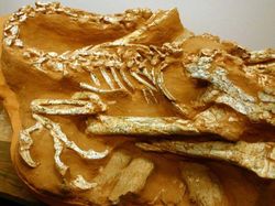 Kumpulan Fosil Paling Aneh yang Pernah Ditemukan Ilmuwan