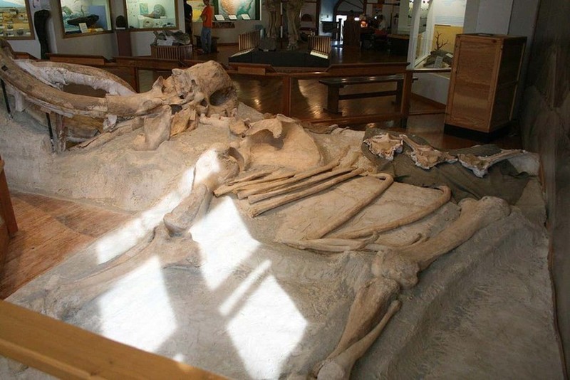 Kumpulan Fosil Paling Aneh yang Pernah Ditemukan Ilmuwan