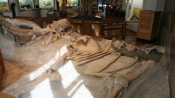 Mammoth adalah hewan besar, jadi tidak mengherankan jika pertarungan antara dua raksasa ini bisa mematikan. Seorang ahli paleontologi membuktikan hal itu. Pada 1960, dia menemukan fosil dua mammoth yang saling mengunci gadingnya saat bertarung. Para peneliti percaya bahwa kedua mammoth itu kemungkinan besar memperebutkan hak kawin dengan seekor betina sebelum pertarungan berubah menjadi buruk. (Foto: Jllm06 / Wikimedia Commons / CC BY-SA 4.0)