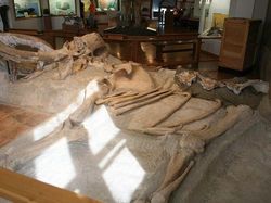 Kumpulan Fosil Paling Aneh yang Pernah Ditemukan Ilmuwan