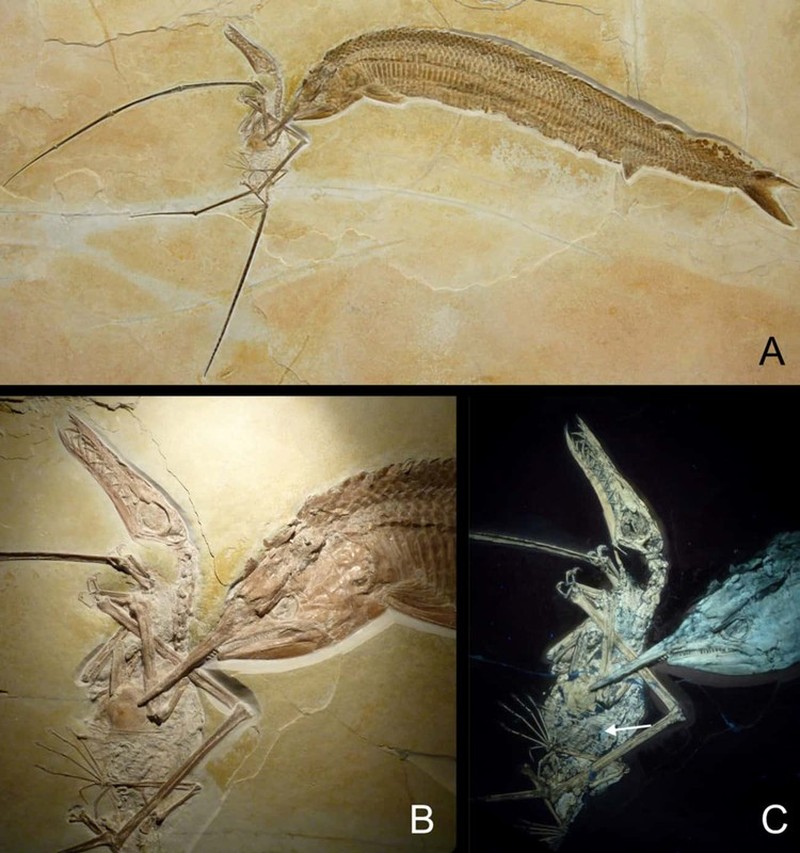 Kumpulan Fosil Paling Aneh yang Pernah Ditemukan Ilmuwan