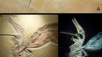 Jika Anda dapat mempercayainya, ada suatu masa ketika ikan raksasa benar-benar memangsa reptil bersayap saat terbang. Itulah yang terjadi dengan fosil ini, yang menggambarkan Aspidorhynchus  sedang mengunyah pterosaurus kecil yang dikenal sebagai Rhamphorhynchus.  Pterosaurus terbukti terlalu besar untuk Aspidorhynchus, yang mungkin membuat giginya tersangkut di sayap kulit reptil terbang itu. Pterosaurus kemungkinan kehabisan oksigen, dan ikan monster itu mungkin begitu kelaparan. (Foto: Eberhard Frey dan Helmut Tischlinger / Wikimedia Commons / CC BY 2.5)