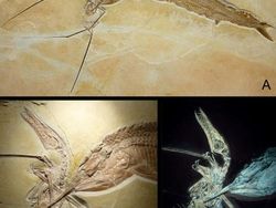 Kumpulan Fosil Paling Aneh yang Pernah Ditemukan Ilmuwan